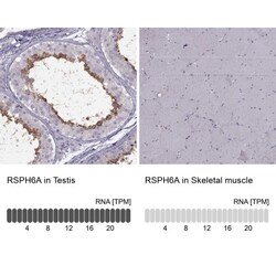 RSHL1 Antibody, Novus Biologicals 25 &mu;L, Unconjugated:Antibodies, Polyclonal